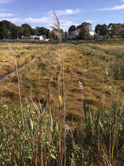 Phragmites australis