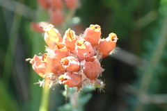 Anthyllis vulneraria