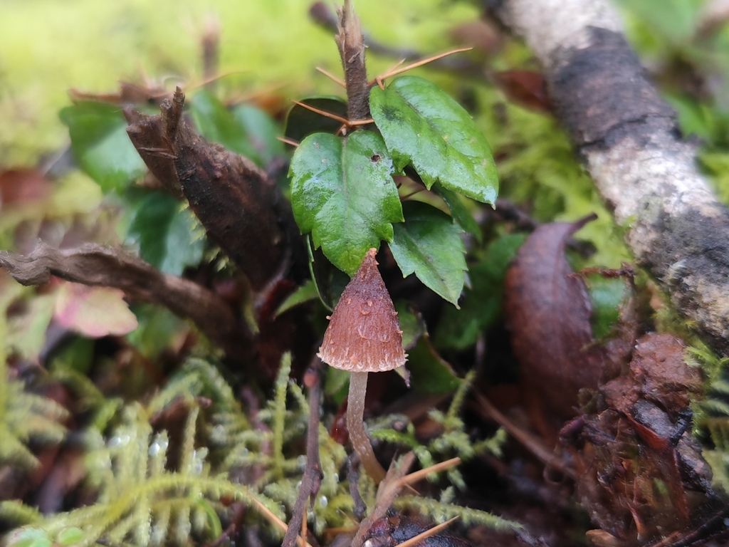 Psathyrella acutissima · June 2025 · photo: © nicolas_joak (iNaturalist, cc0)