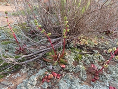Crassula clavata