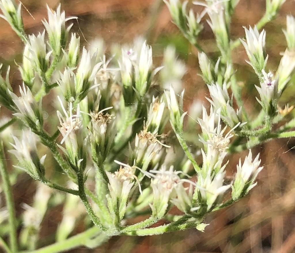 white boneset