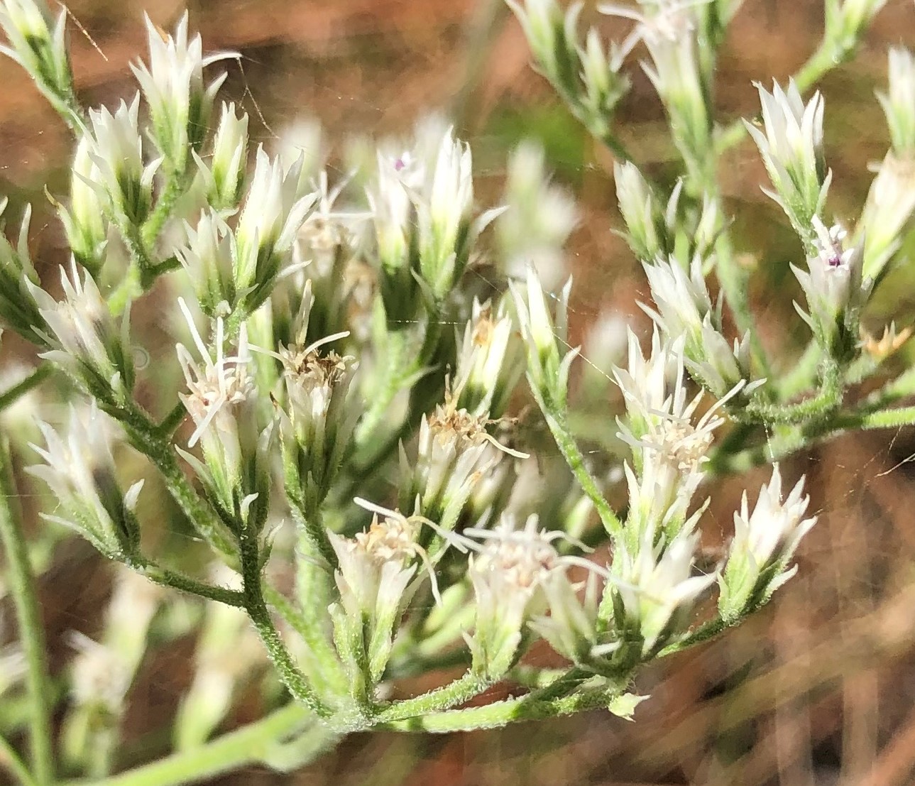 Eupatorium album
