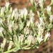 White Boneset - Photo (c) Eric M Powell, some rights reserved (CC BY-NC), uploaded by Eric M Powell