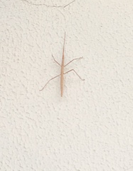 Bacillidae