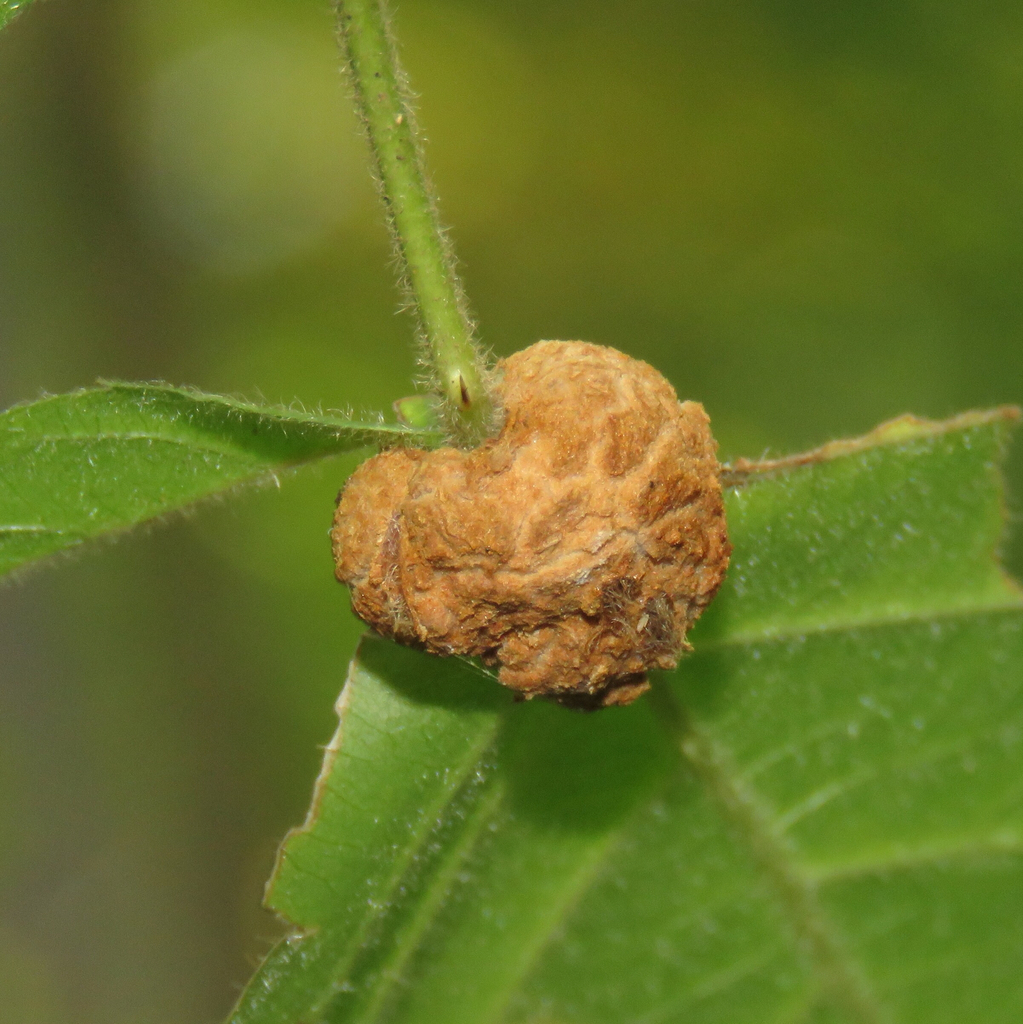 blackberry gall midge