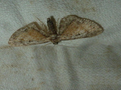 Tawny Speckled Pug, Lasa, Alto Adige, photo 9 of 10