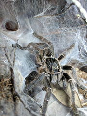 Ceratogyrus marshalli