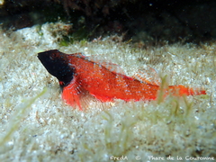 Red-Black Triplefin photo 2
