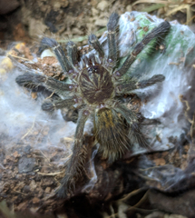 Pterinochilus murinus