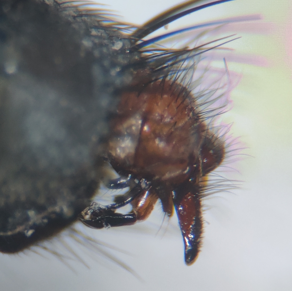 Blaesoxipha erythrura