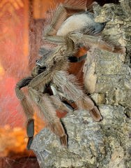Psalmopoeus pulcher