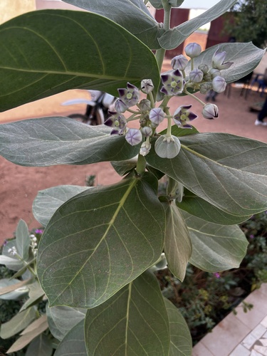 giant milkweed