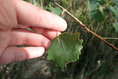 Populus