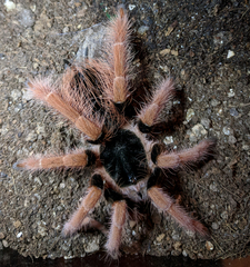 Megaphobema robustum