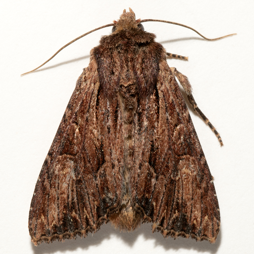 Apamea siskiyou