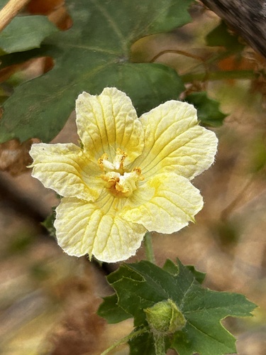 Balsam Apple