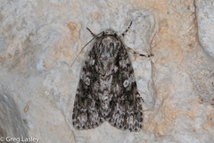 Acronicta brumosa