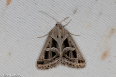 Callistege intercalaris