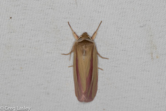 Dargida rubripennis