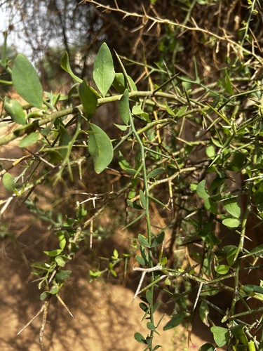 simple-thorned greenthorn