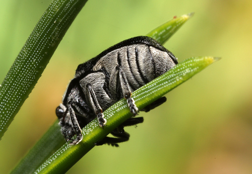 Lord Leaf Beetle photo 5