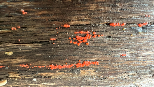 Tulasnella aurantiaca