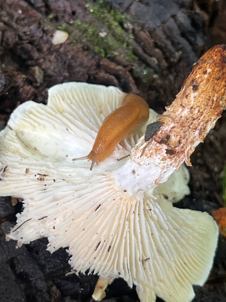 Western Dusky Slug