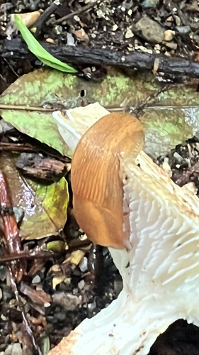 Western Dusky Slug