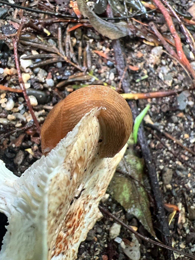 Western Dusky Slug