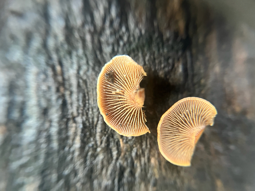 Luminescent Panellus