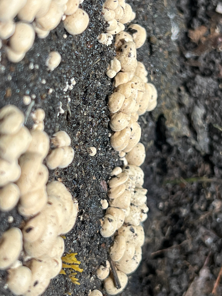 Luminescent Panellus