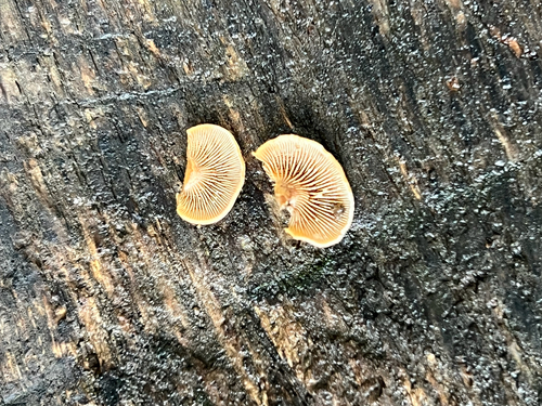 Luminescent Panellus