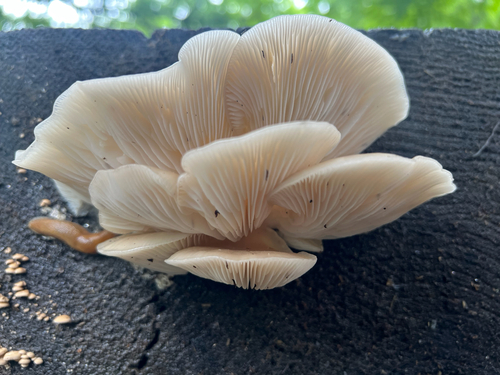 Oyster Mushrooms