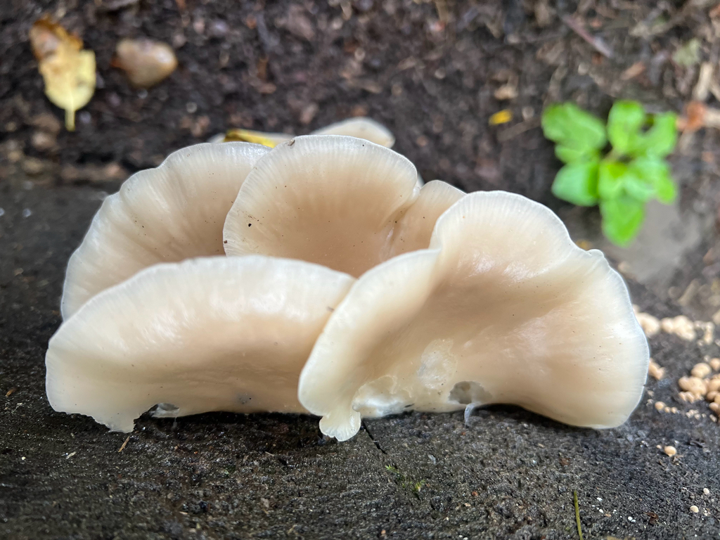 Oyster Mushrooms