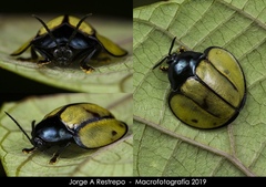 Omaspides bistriata