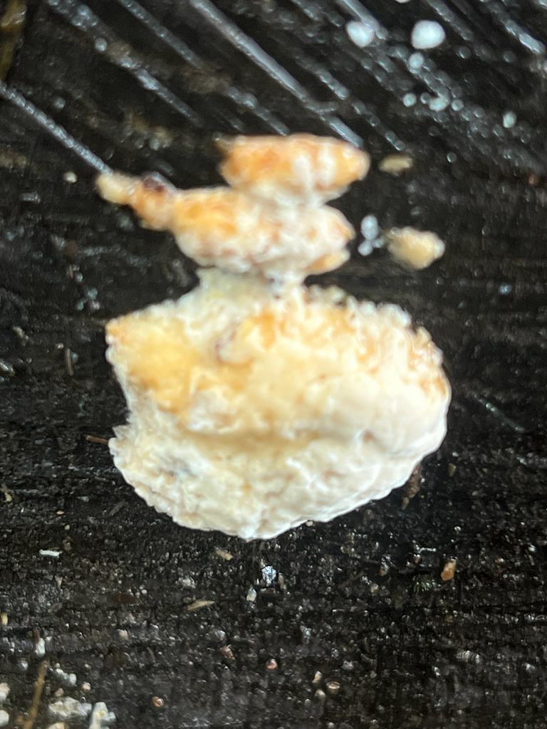 Bracket Polypores