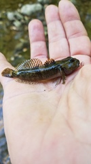 Cottus caeruleomentum