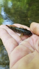 Cottus caeruleomentum