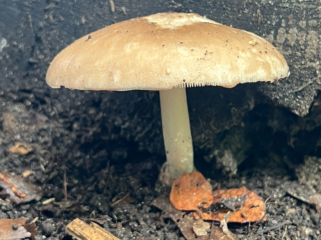 Deer Mushroom