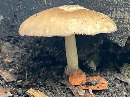 Deer Mushroom