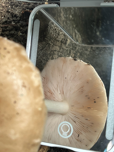 Deer Mushroom
