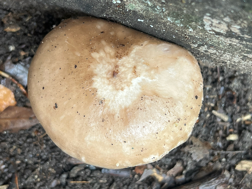 Deer Mushroom