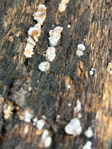 Mushrooms, Bracket Fungi, Puffballs, and Allies