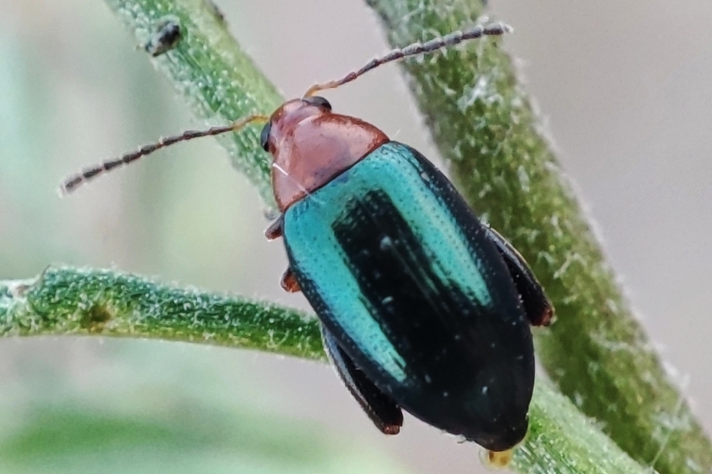 Psylliodes tricolor