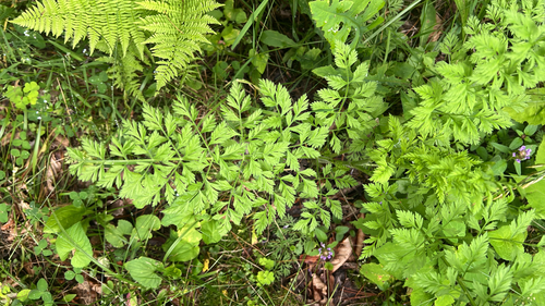 wild carrot