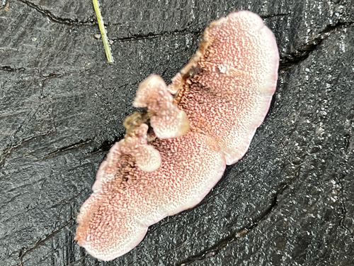 Trichaptum