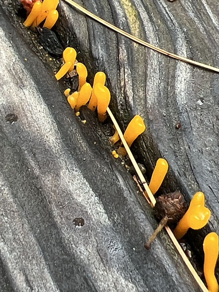 Fan-shaped Jelly Fungus