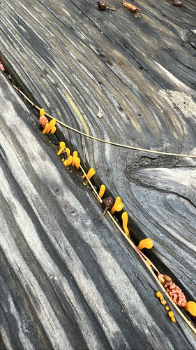 Fan-shaped Jelly Fungus
