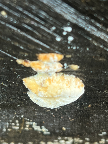 Bracket Polypores