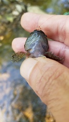 Cottus caeruleomentum